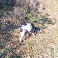 Bracco pointer