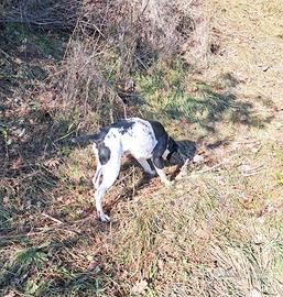 Bracco pointer
