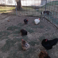 Galletti e galline cocincina