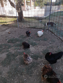 Galletti e galline cocincina