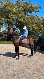 Cavallo maschio da sella ,razza trotter, anni 16