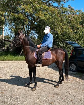 Cavallo maschio da sella ,razza trotter, anni 16