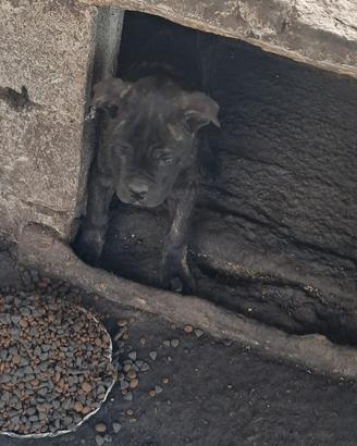 Cucciolo Cane corso