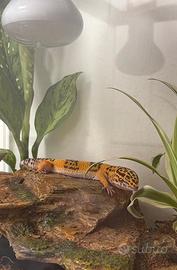 Geco leopardino+accessori