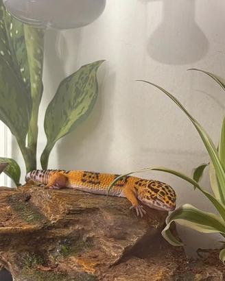 Geco leopardino+accessori