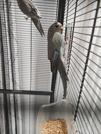 Kakariki