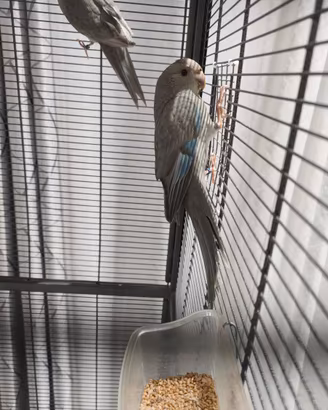 Kakariki
