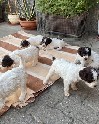 Lagotto Romagnolo