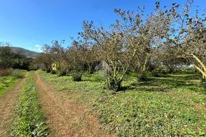 TER. RESIDENZIALE A SAN CESAREO