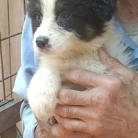 Australian Sheperd cuccioli Pedigree