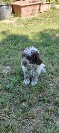 Cucciolo Lagotto