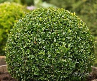 Buxus