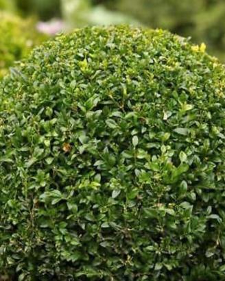 Buxus
