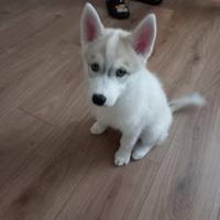 Siberian Husky