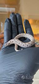 Heterodon nasicus
