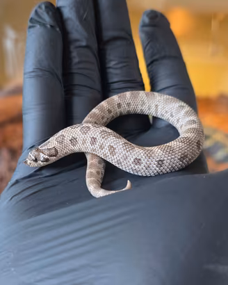 Heterodon nasicus