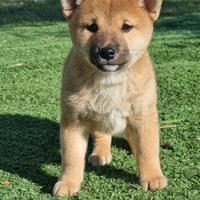 Shiba inu