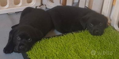 Disponibili cuccioli di labrador