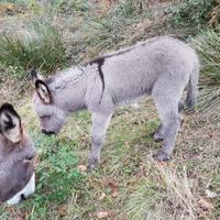 Asilo maschio della miata