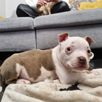 Cucciolo di pitt bull