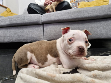 Cucciolo di pitt bull