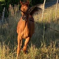 Puledro purosangue arabo