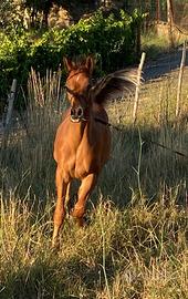 Puledro purosangue arabo