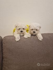 Cuccioli Maltese