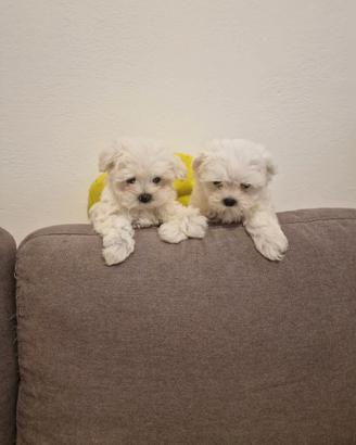 Cuccioli Maltese