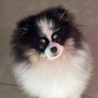 Spitz di Pomerania nano