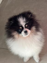 Spitz di Pomerania nano
