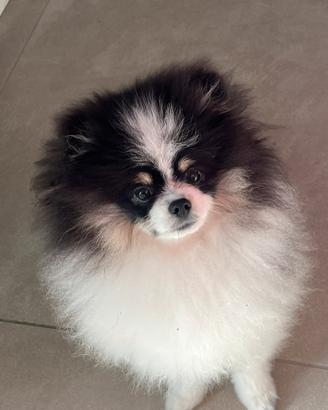 Spitz di Pomerania nano