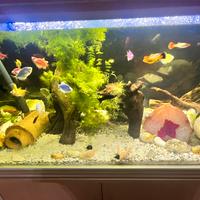 Lumache per acquario