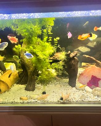 Lumache per acquario