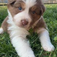 Cucciole di pastore australiano