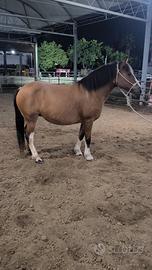 Cavallo