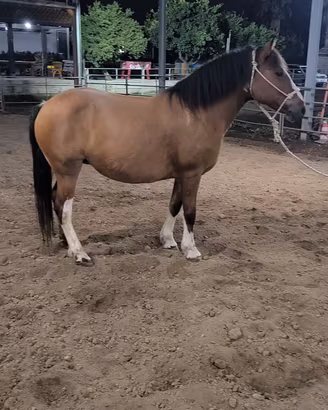 Cavallo