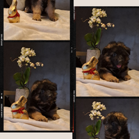 Cuccioli pastore tedesco