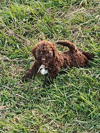 Lagotto Romagnolo CUCCIOLI con Pedigree