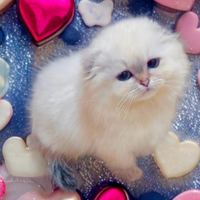 Cucciola di British Longhair