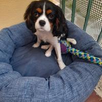 Cucciolo cavalier king maschio