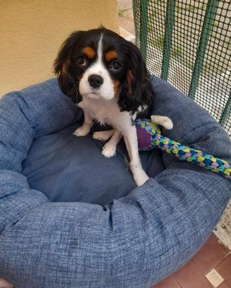 Cucciolo cavalier king maschio