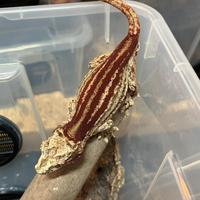 Gechi Rhacodactylus auriculatus e ciliatus