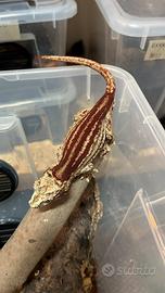 Gechi Rhacodactylus auriculatus e ciliatus