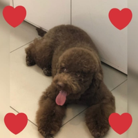 Cuccioli di Lagotto romagnolo pedigree Roy Natale