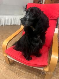 Cocker spaniel MIX
