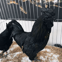 Galline Cemani