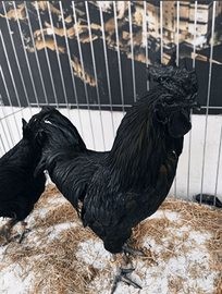 Galline Cemani