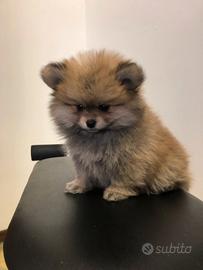 Cuccioli di Volpino della Pomerania