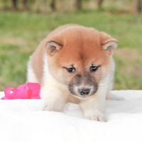 Cucciola di Shiba